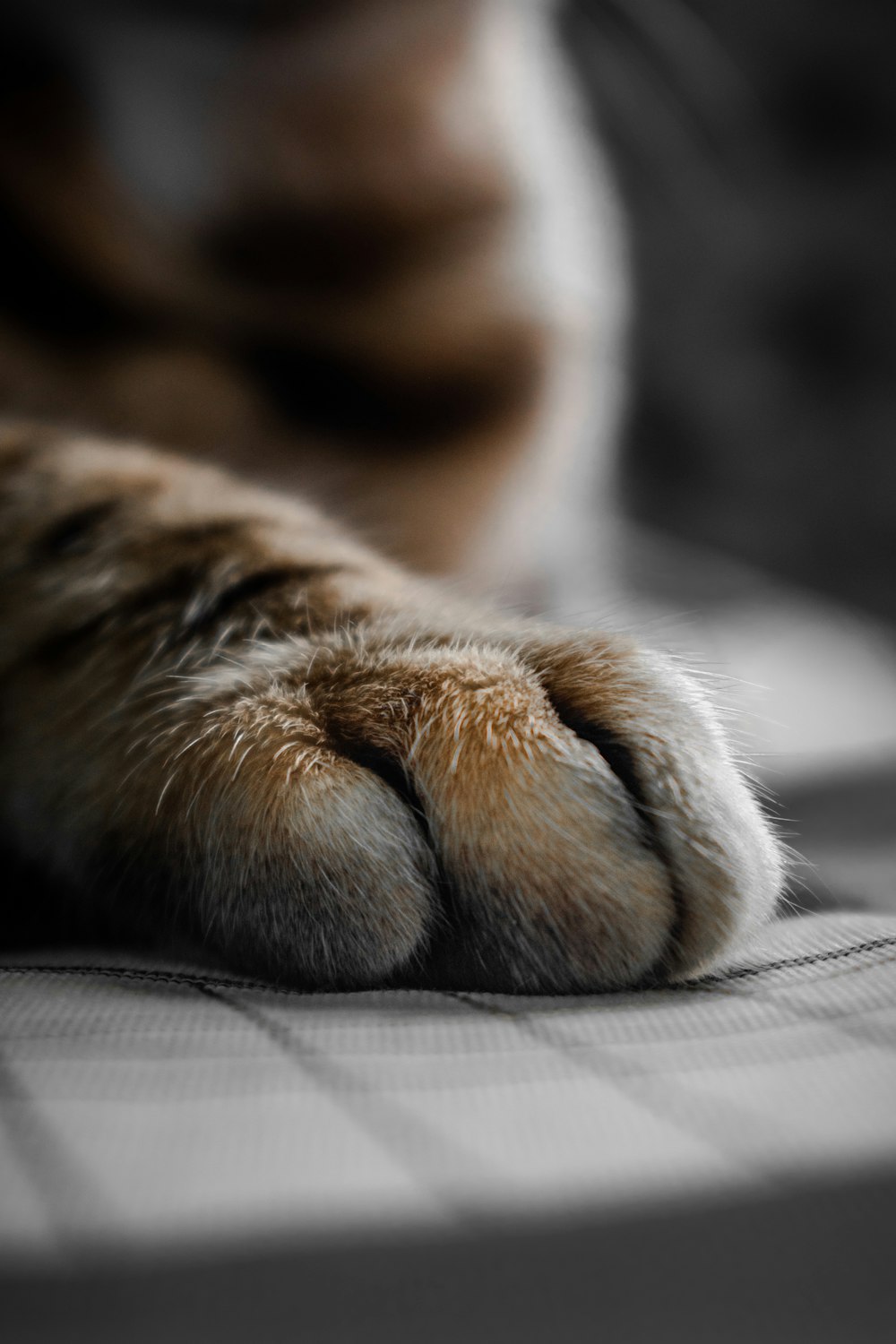 Braune Tabby-Katze liegt auf weiß-grau gestreiftem Textil