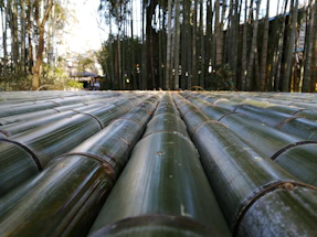 A dense grove of tall bamboo stalks stretches into the distance. The foreground is dominated by a pattern of cut bamboo trunks lined horizontally. Sunlight filters through, creating a serene and natural environment.