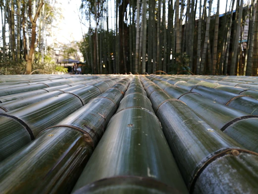 A dense grove of tall bamboo stalks stretches into the distance. The foreground is dominated by a pattern of cut bamboo trunks lined horizontally. Sunlight filters through, creating a serene and natural environment.