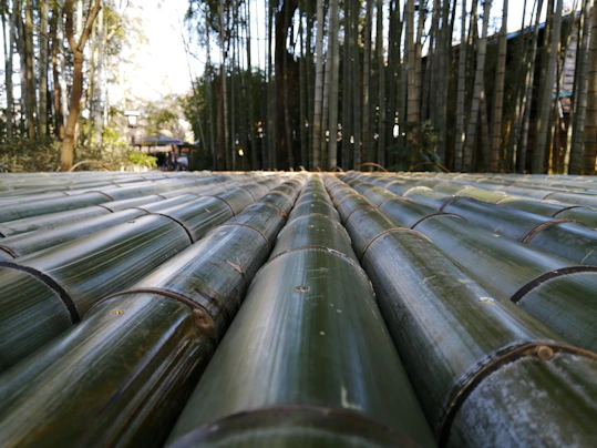 A dense grove of tall bamboo stalks stretches into the distance. The foreground is dominated by a pattern of cut bamboo trunks lined horizontally. Sunlight filters through, creating a serene and natural environment.