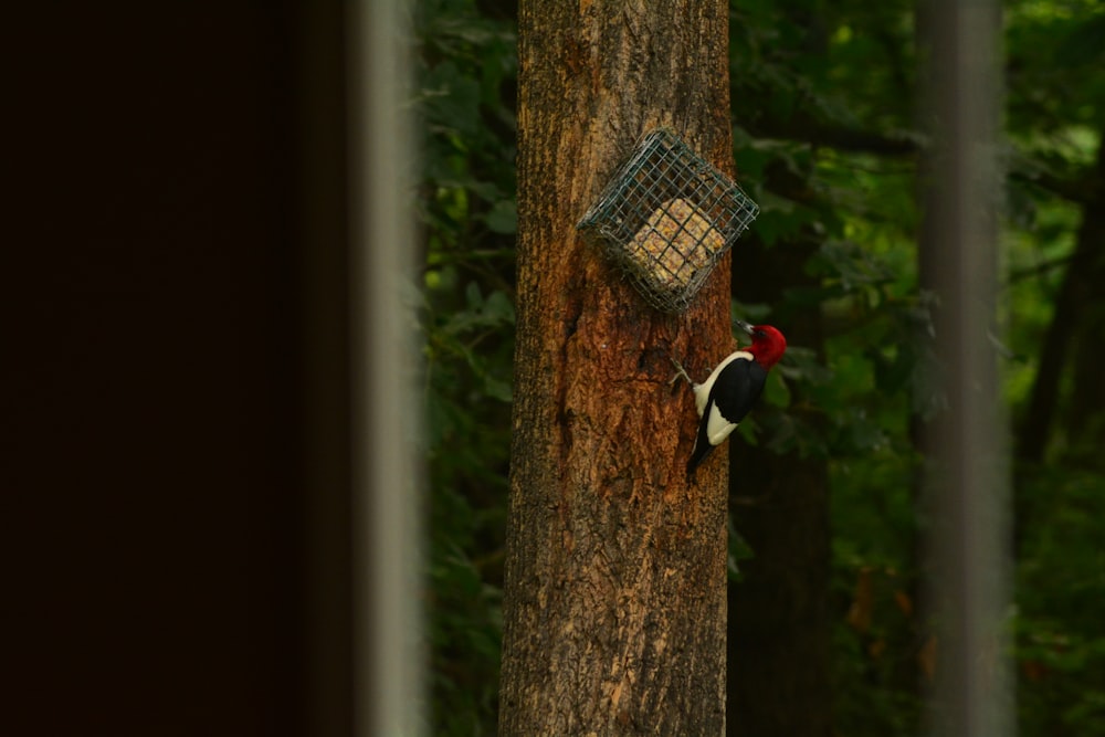 black and white bird on brown wooden bird house