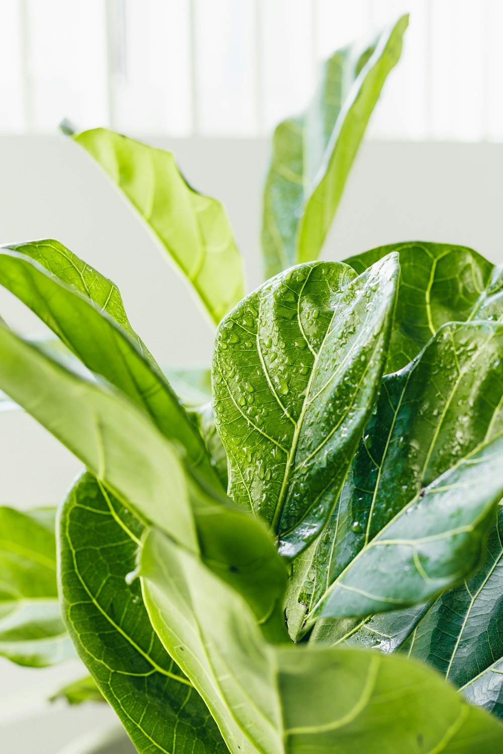 green leaves in close up photography