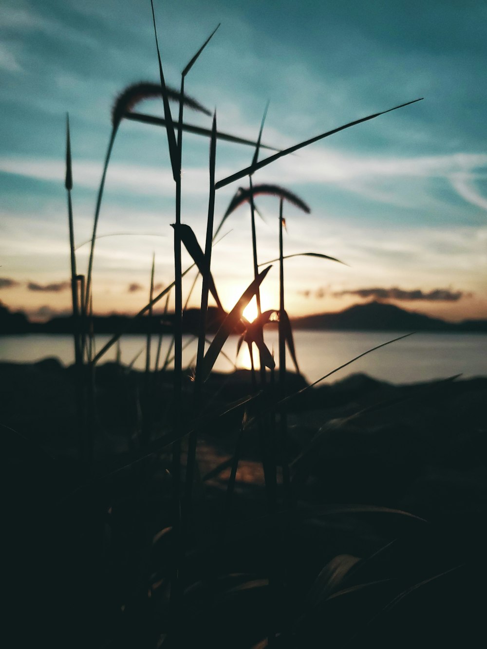 silhouette of plant during sunset