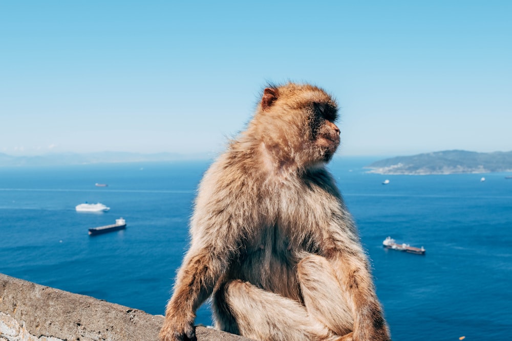 brown monkey sitting on brown wooden table during daytime