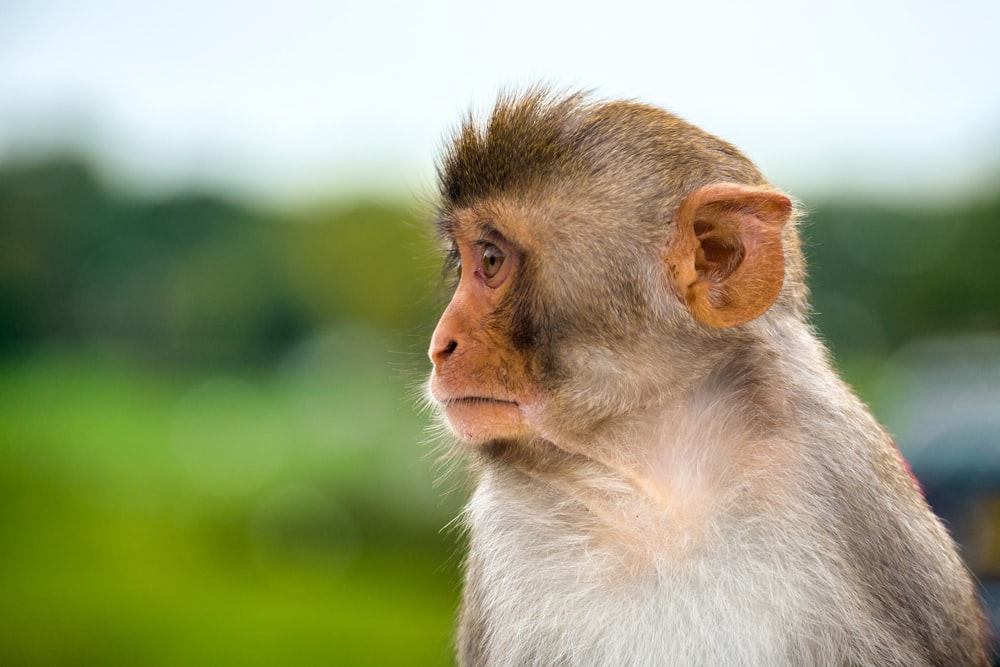 brown monkey in tilt shift lens