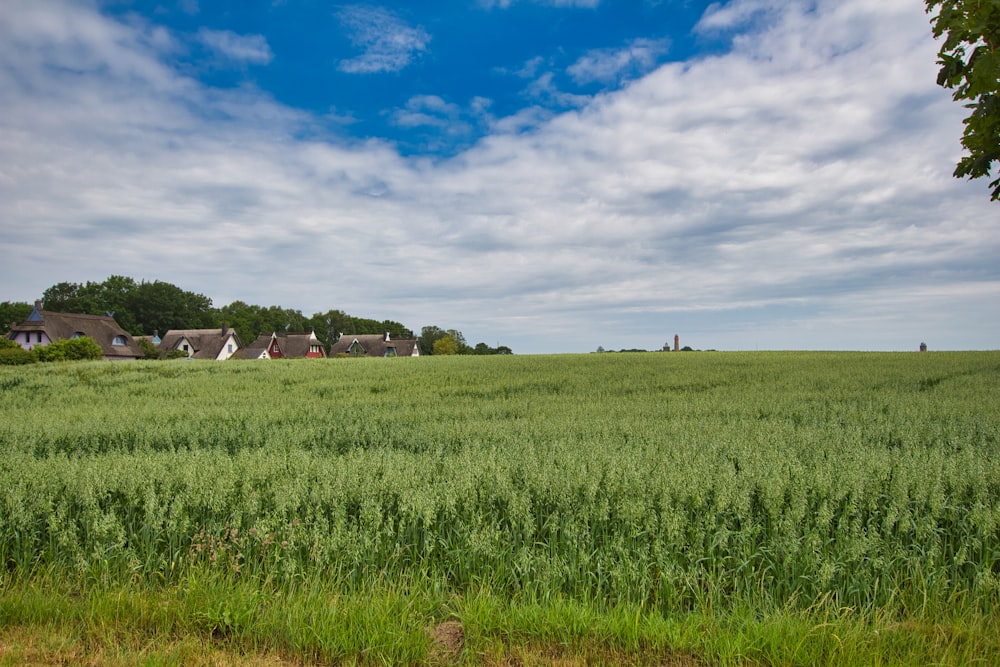 green grass field under blue sky during daytime