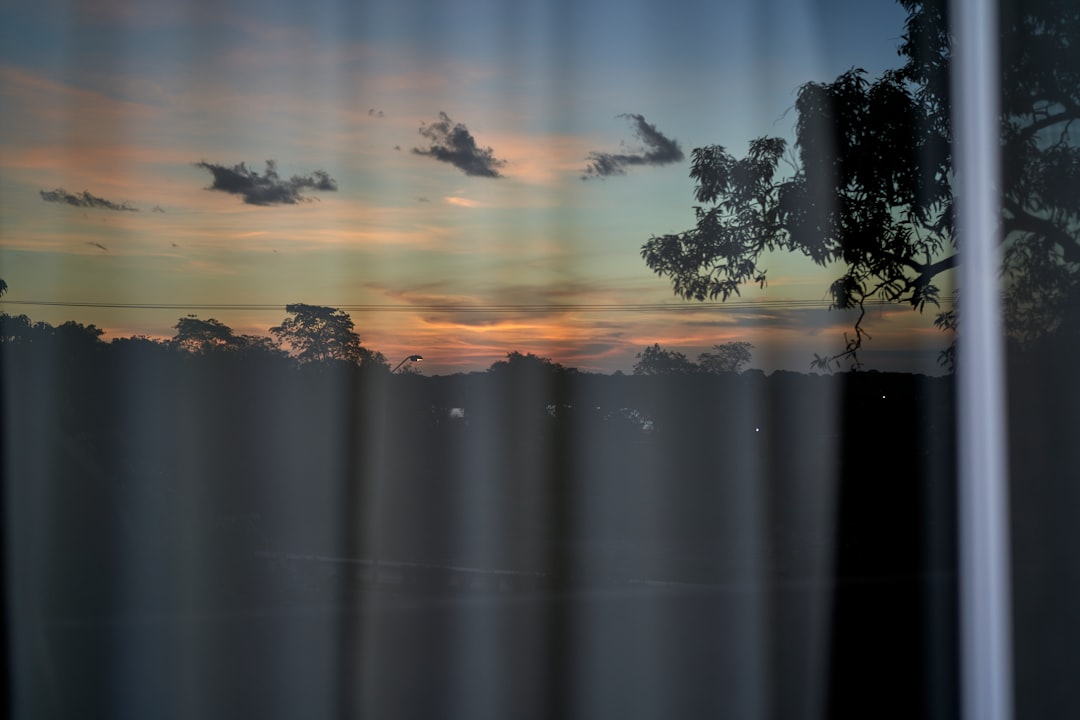 silhouette of trees during sunset