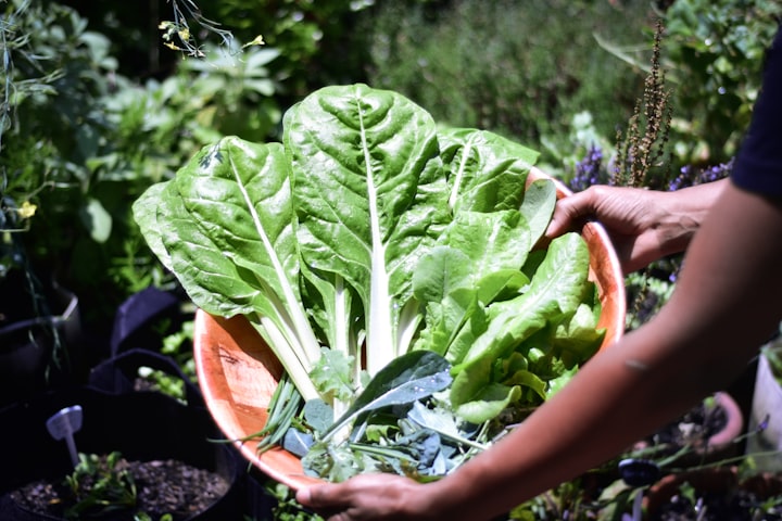 
Organic Gardening: A Step-by-Step Guide