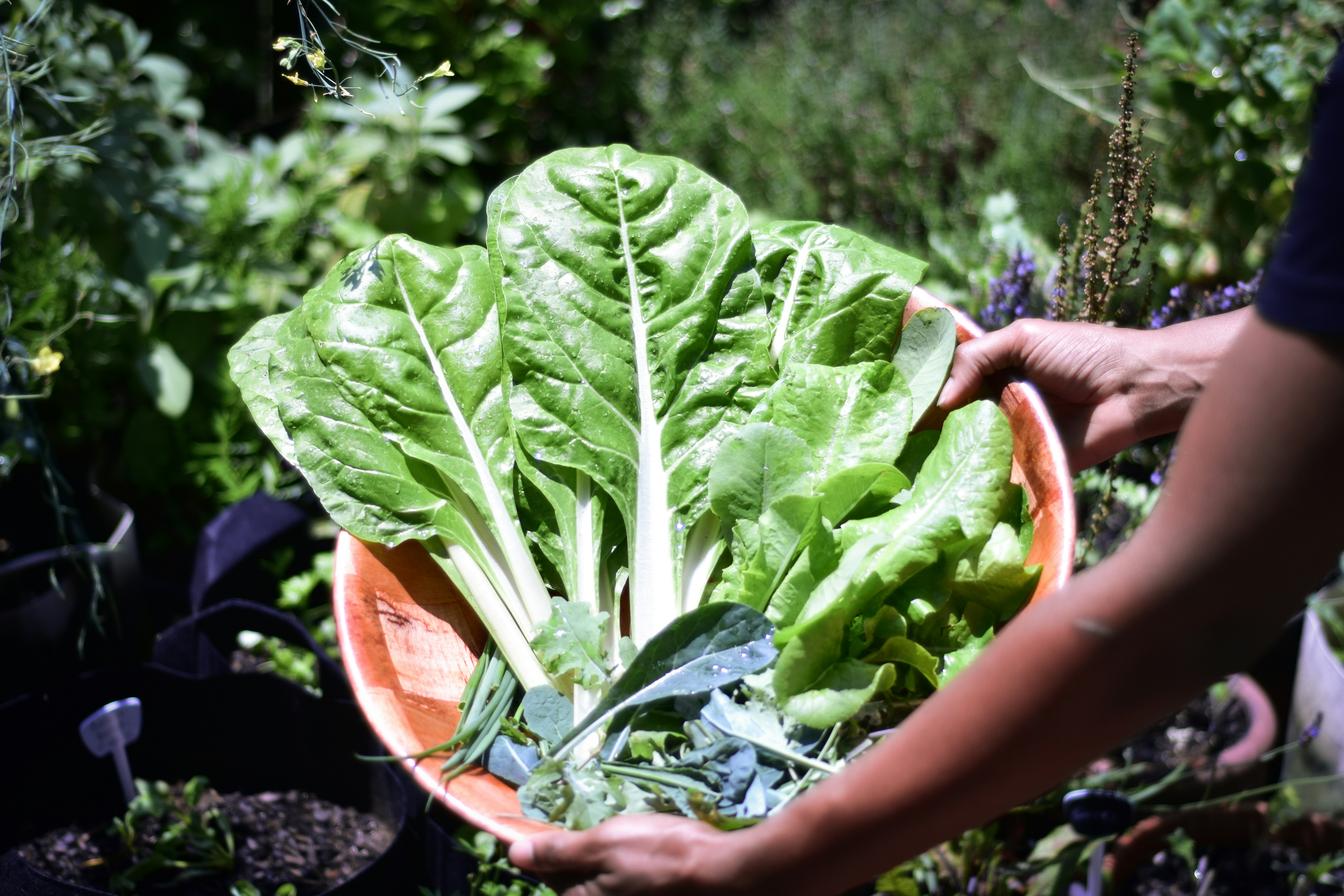 Grow your own organic food. Container gardening.