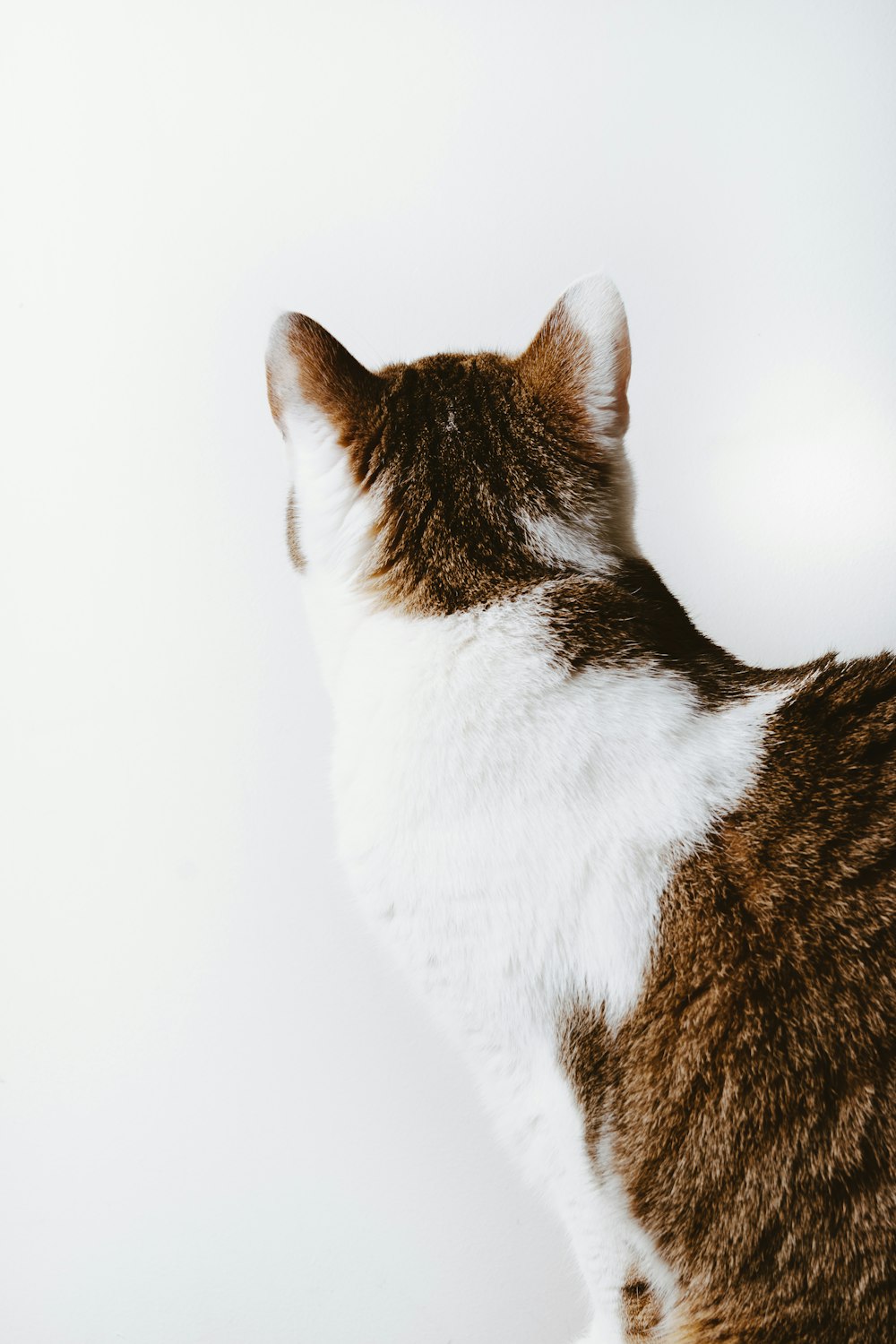 brown and white tabby cat