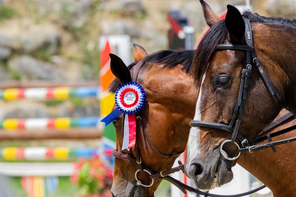 cheval brun avec chapeau bleu et blanc