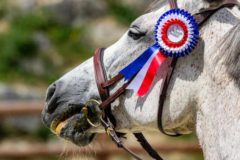 white horse with red and blue hat