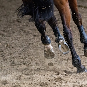 brown horse running on brown field during daytime