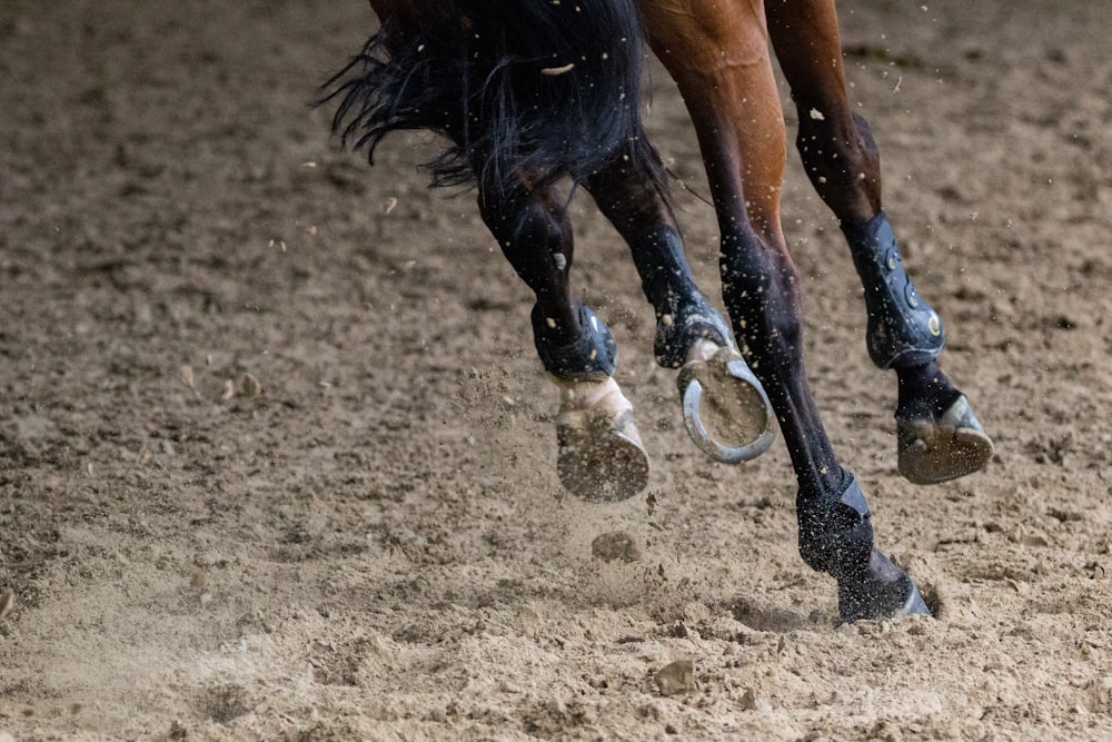 Cheval brun courant sur un champ brun pendant la journée