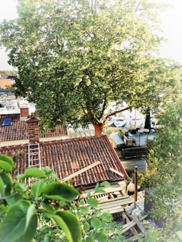 A large tree with lush green foliage overlooks a rooftop with red tiles, and a construction site with wooden beams and ladders. In the background, there are boats docked near the shore, suggesting proximity to a marina or waterfront. The scene is bathed in natural sunlight, creating a serene and inviting atmosphere.