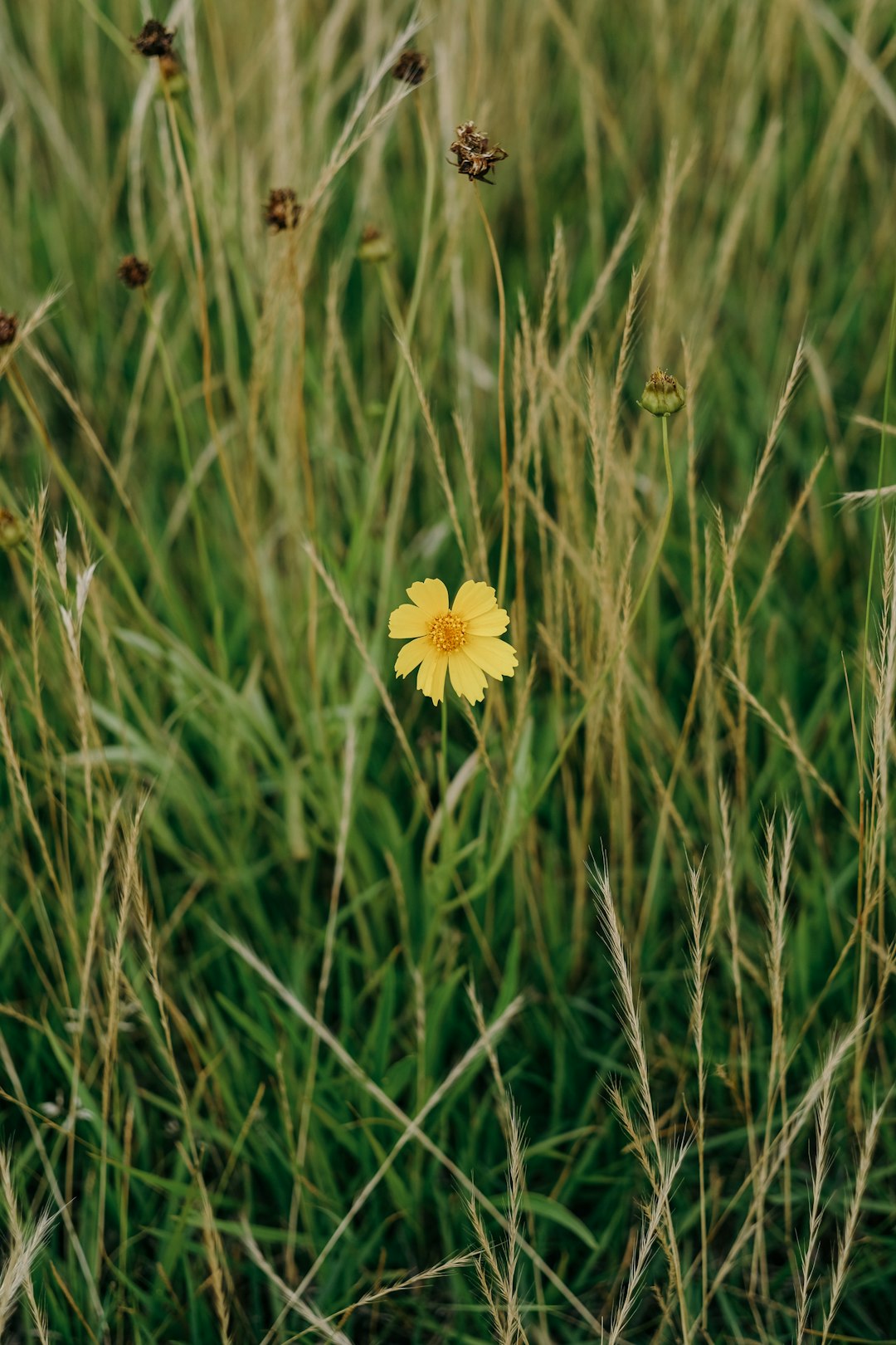 white and yellow flower on green grass field