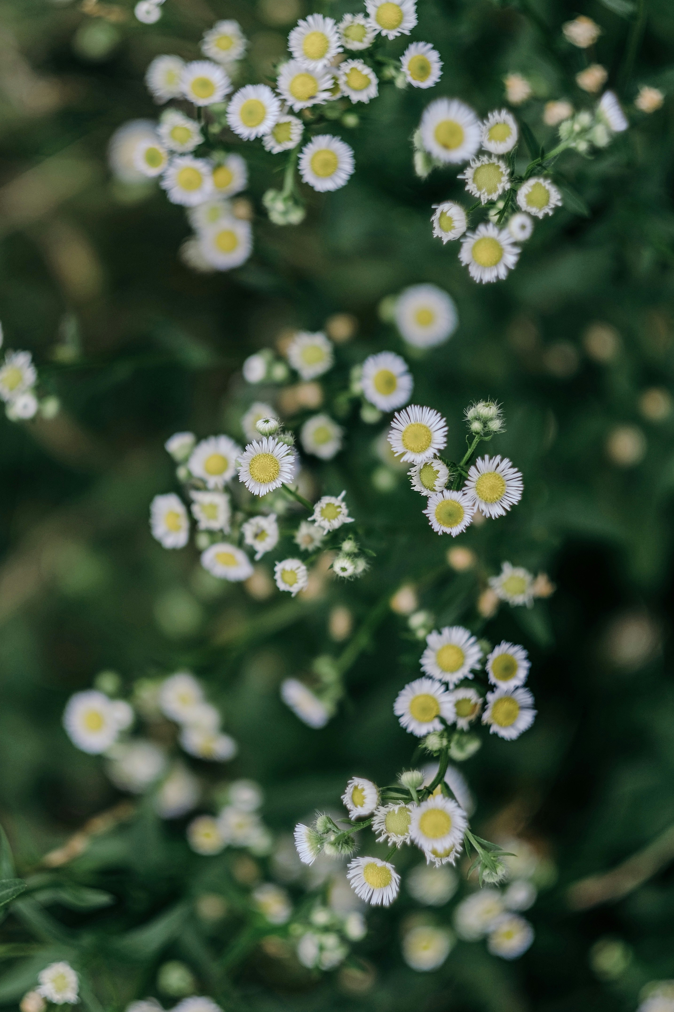 Photo by insungpandora