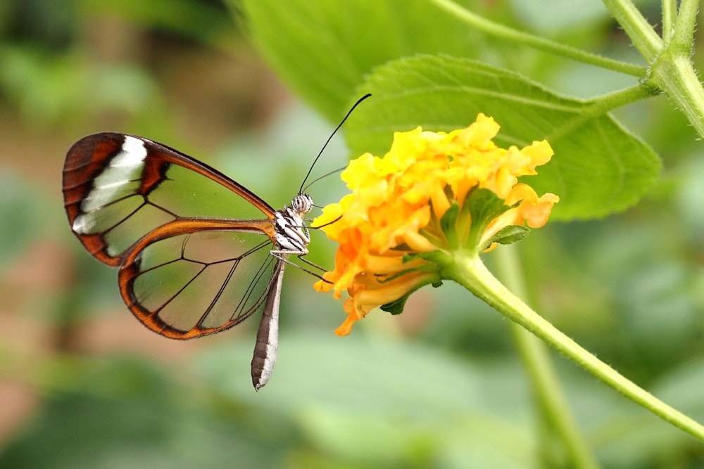 Mariposa cola de golondrina tigre posada en flor amarilla en fotografía de primer plano durante el día
