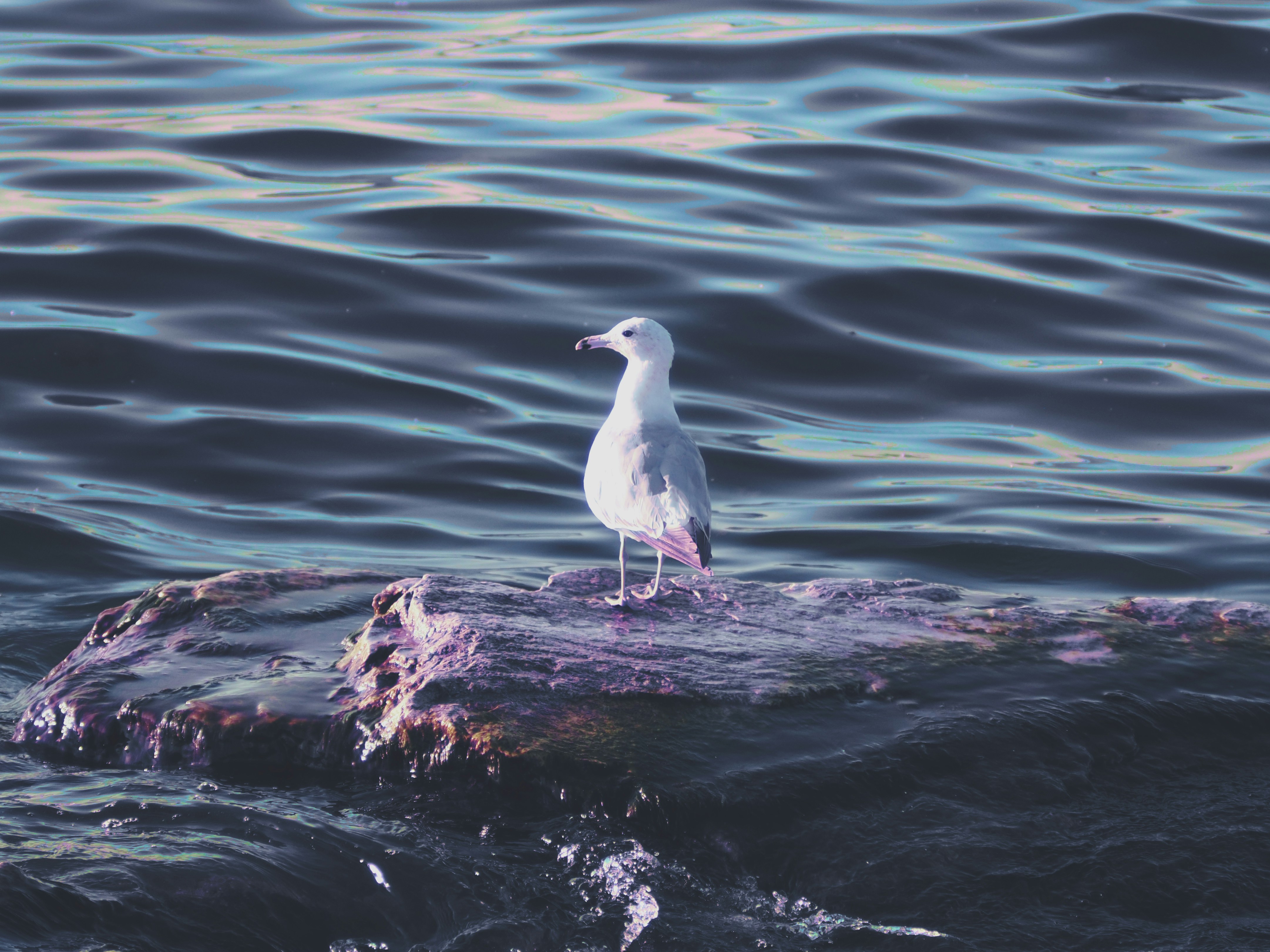 Photo by justinpheapco