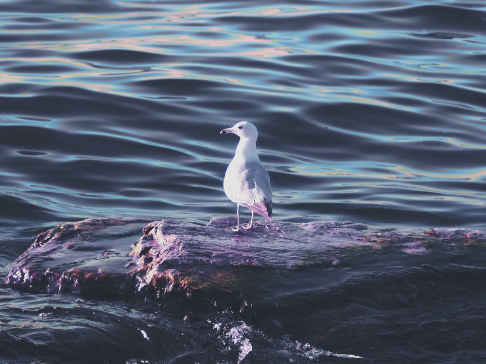 white and black bird on rock near body of water during daytime