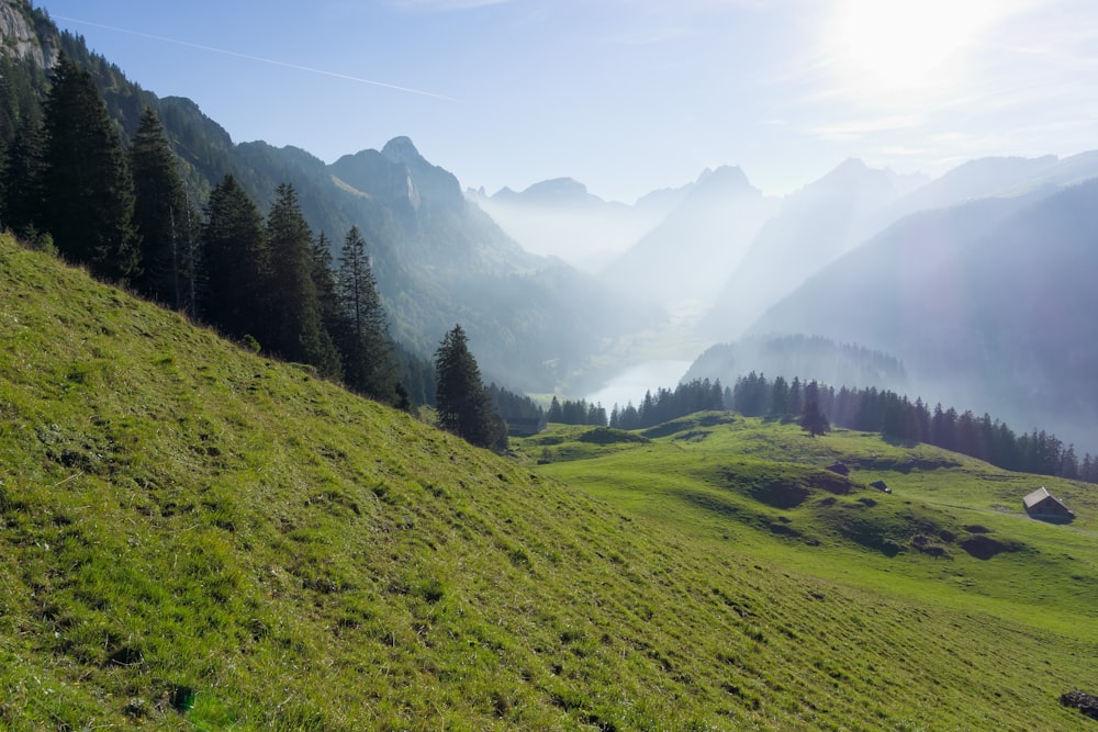 green grass field and trees during daytime