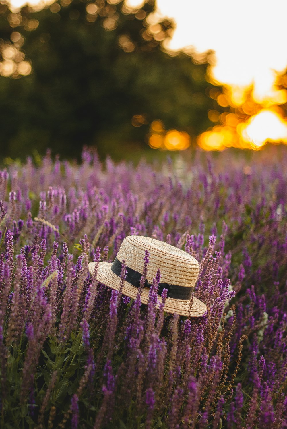 black and white sun hat on purple flower field during sunset