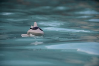 A toy shark with sunglasses floats on the surface of a swimming pool, surrounded by light blue water that reflects softly.