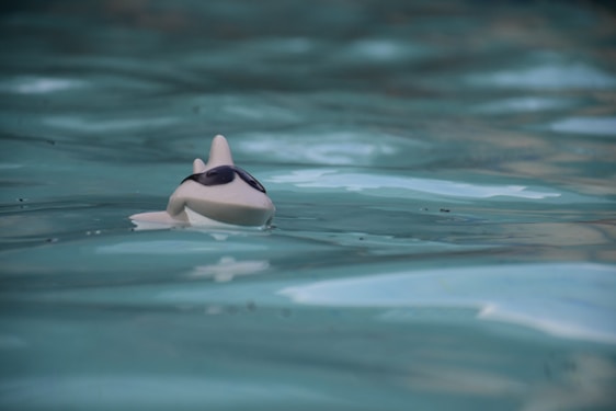 A toy shark with sunglasses floats on the surface of a swimming pool, surrounded by light blue water that reflects softly.