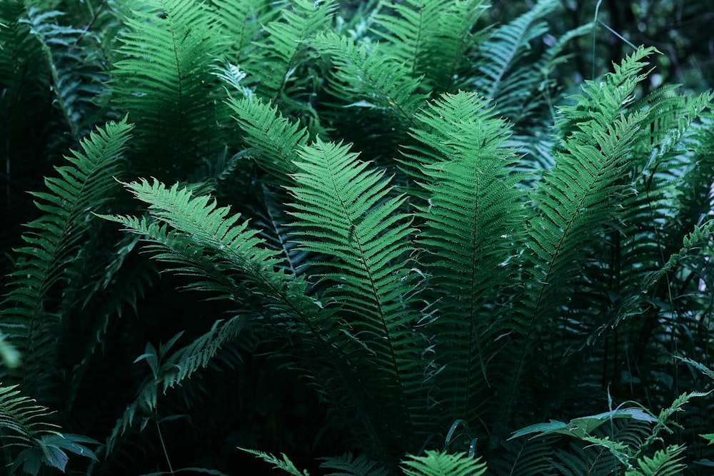 green fern plant during daytime