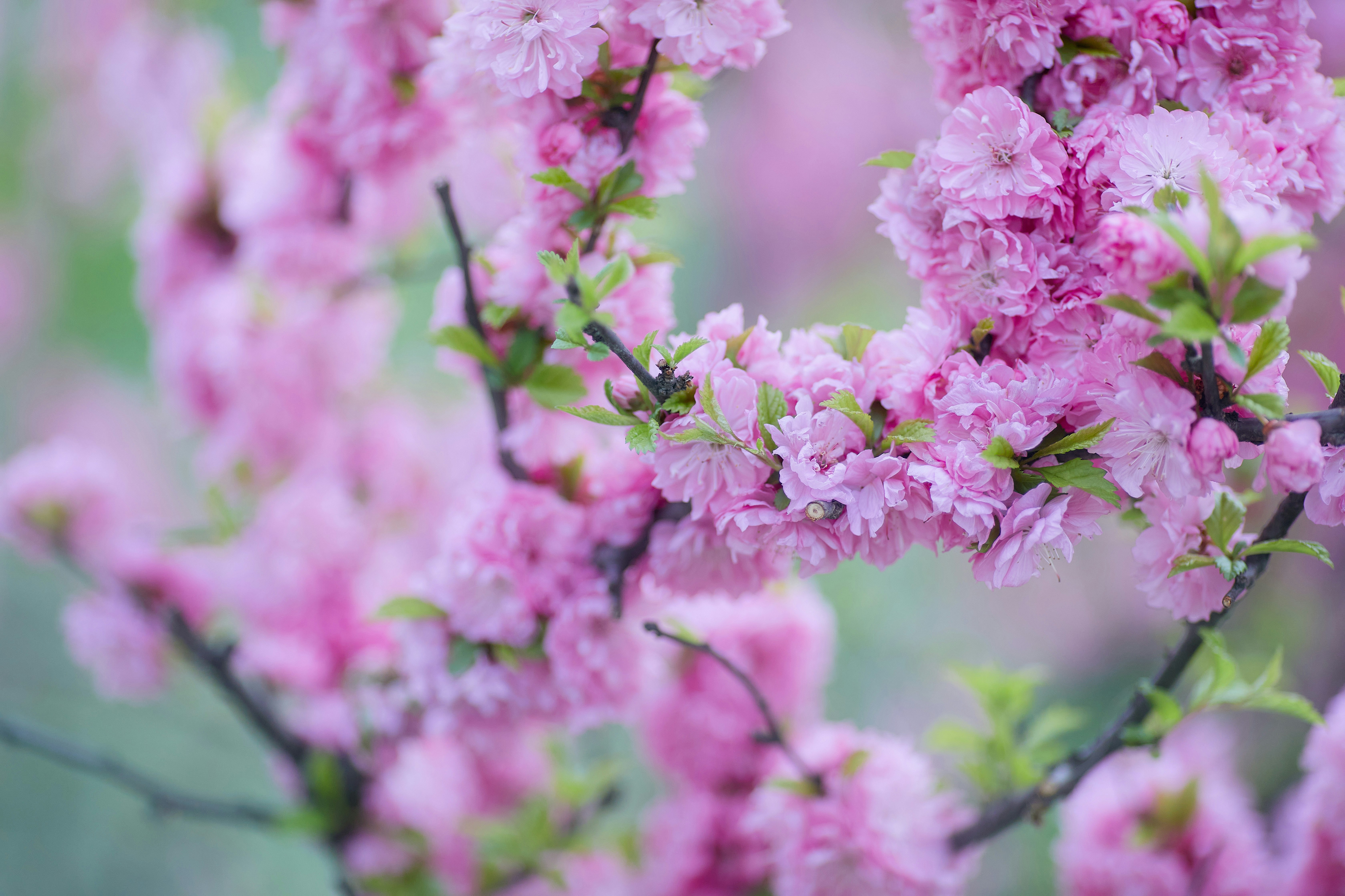 pink flowers in tilt shift lens