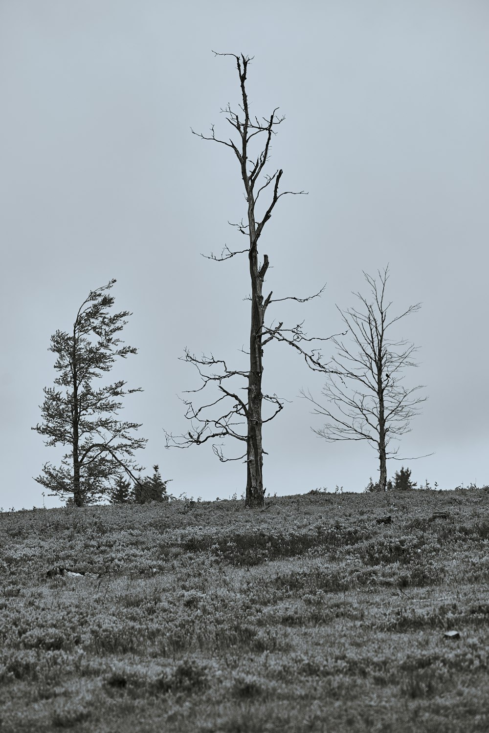 leafless tree on brown grass field