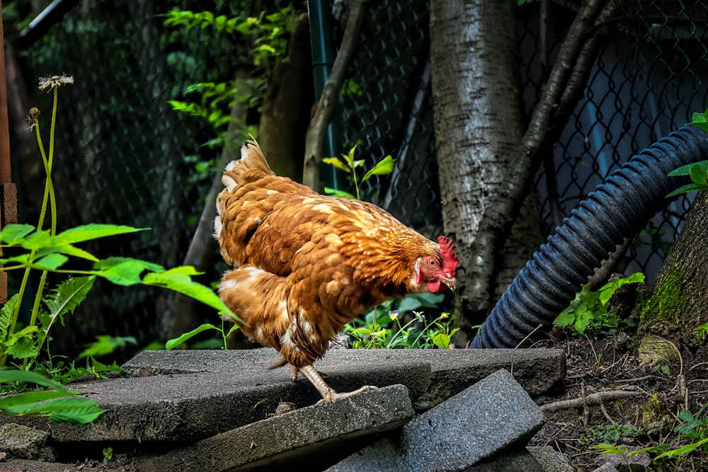 brown and black chicken on gray concrete pavement