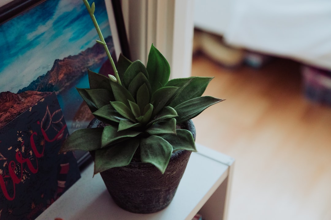 green plant on brown clay pot