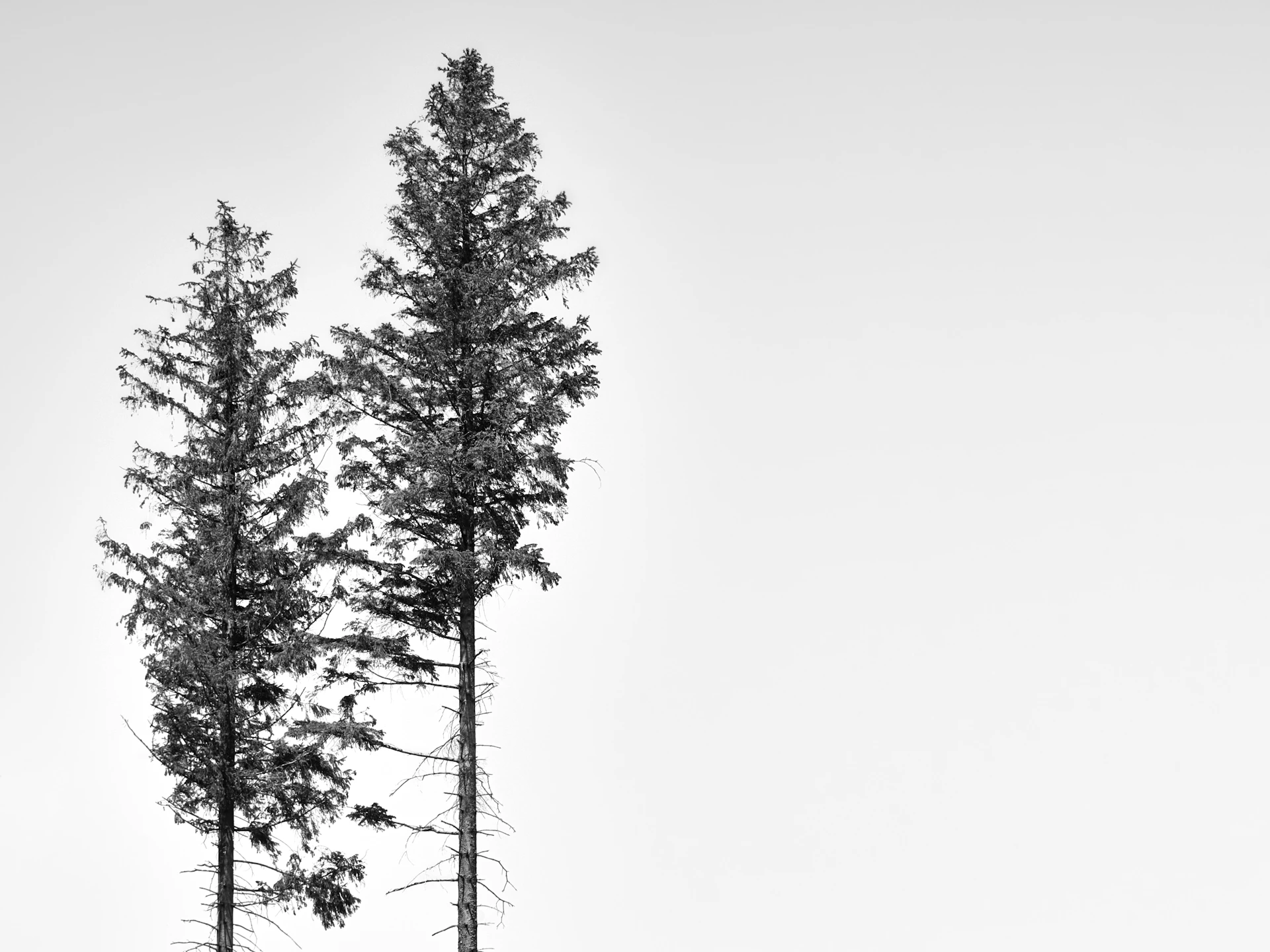 green pine tree under white sky
