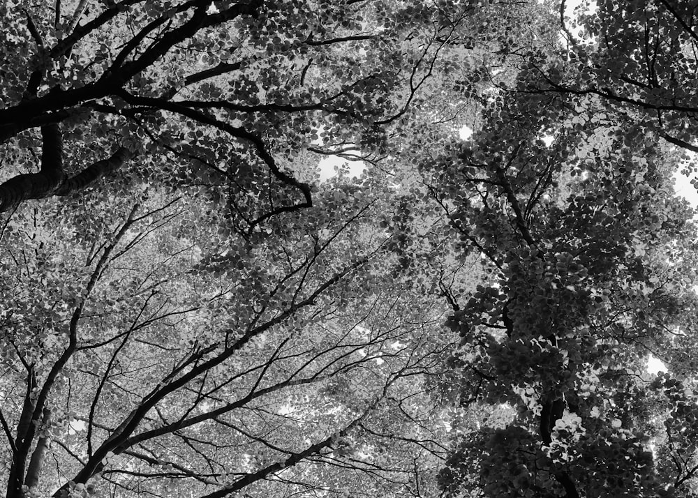 grayscale photo of trees during daytime