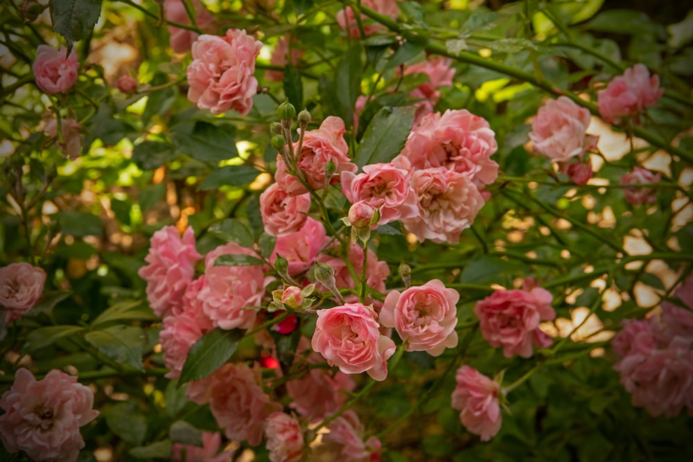 pink flowers with green leaves