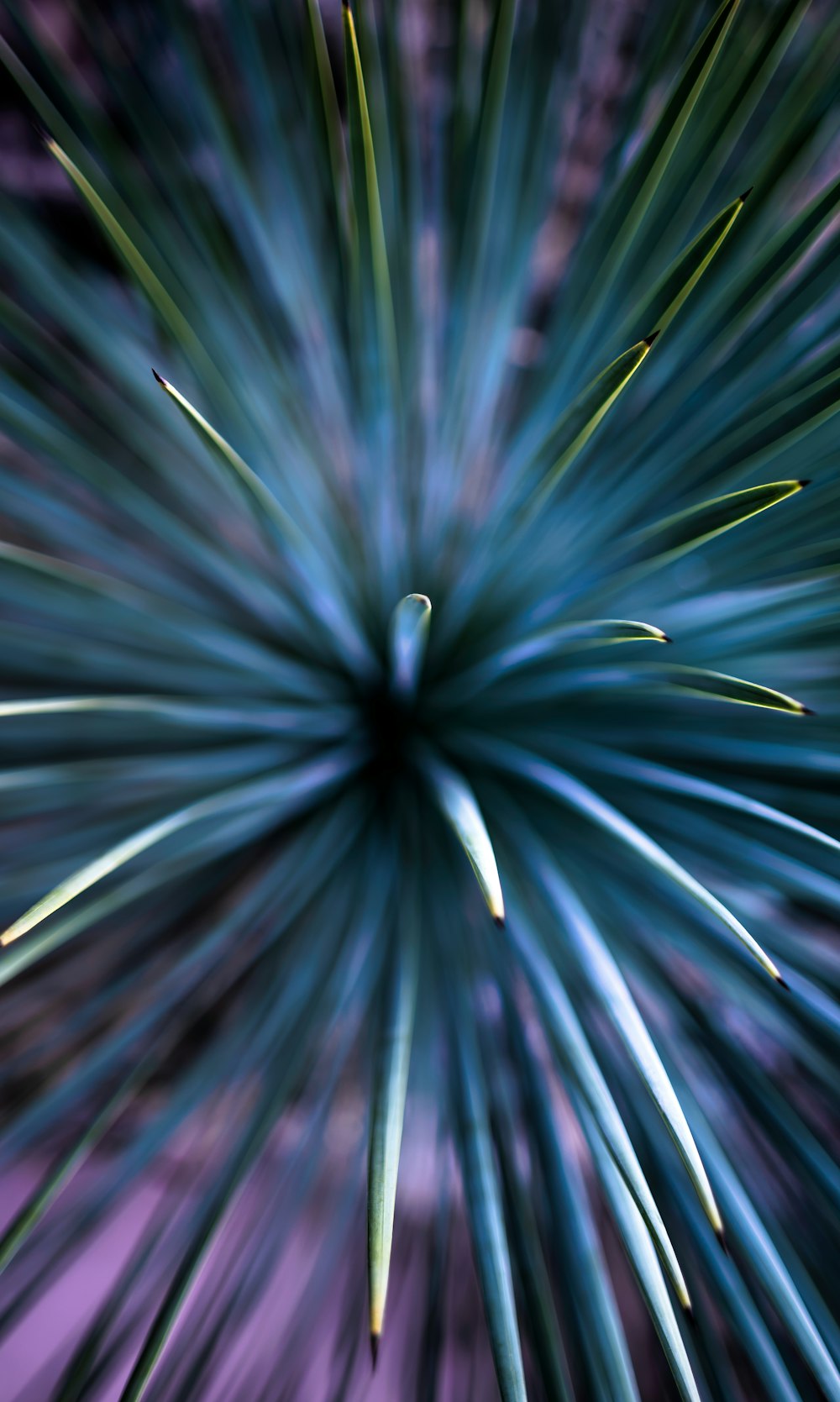 purple and green plant in close up photography