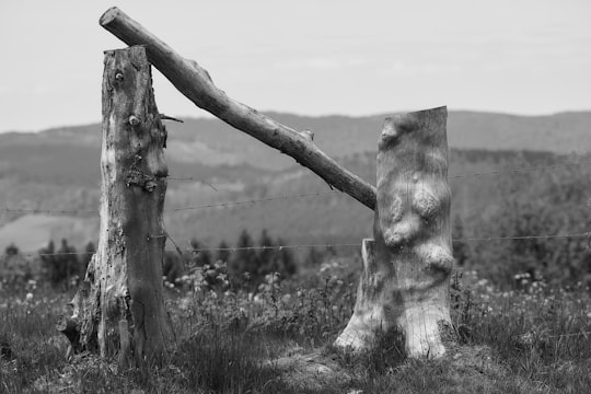 grayscale photo of wooden fence on grass field in Sauerland Germany