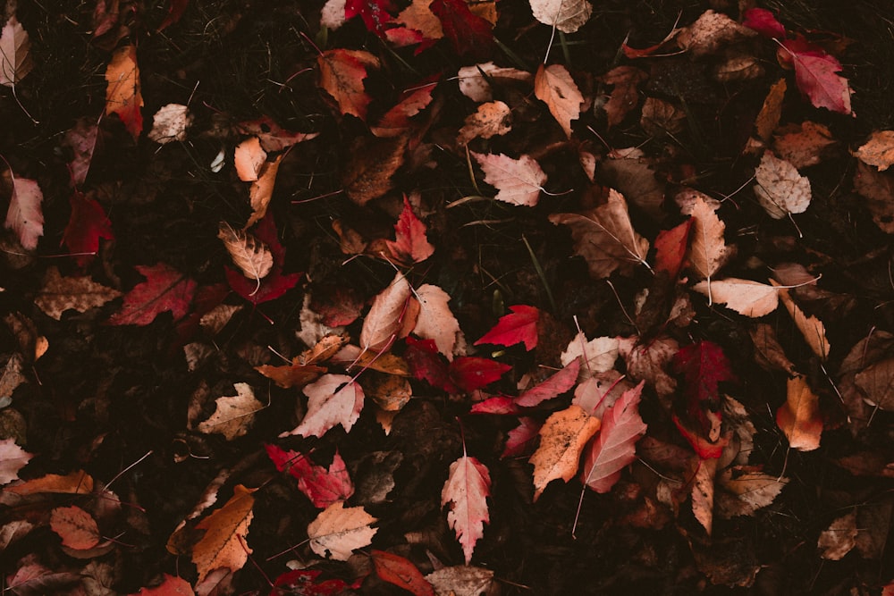 brown dried leaves on ground