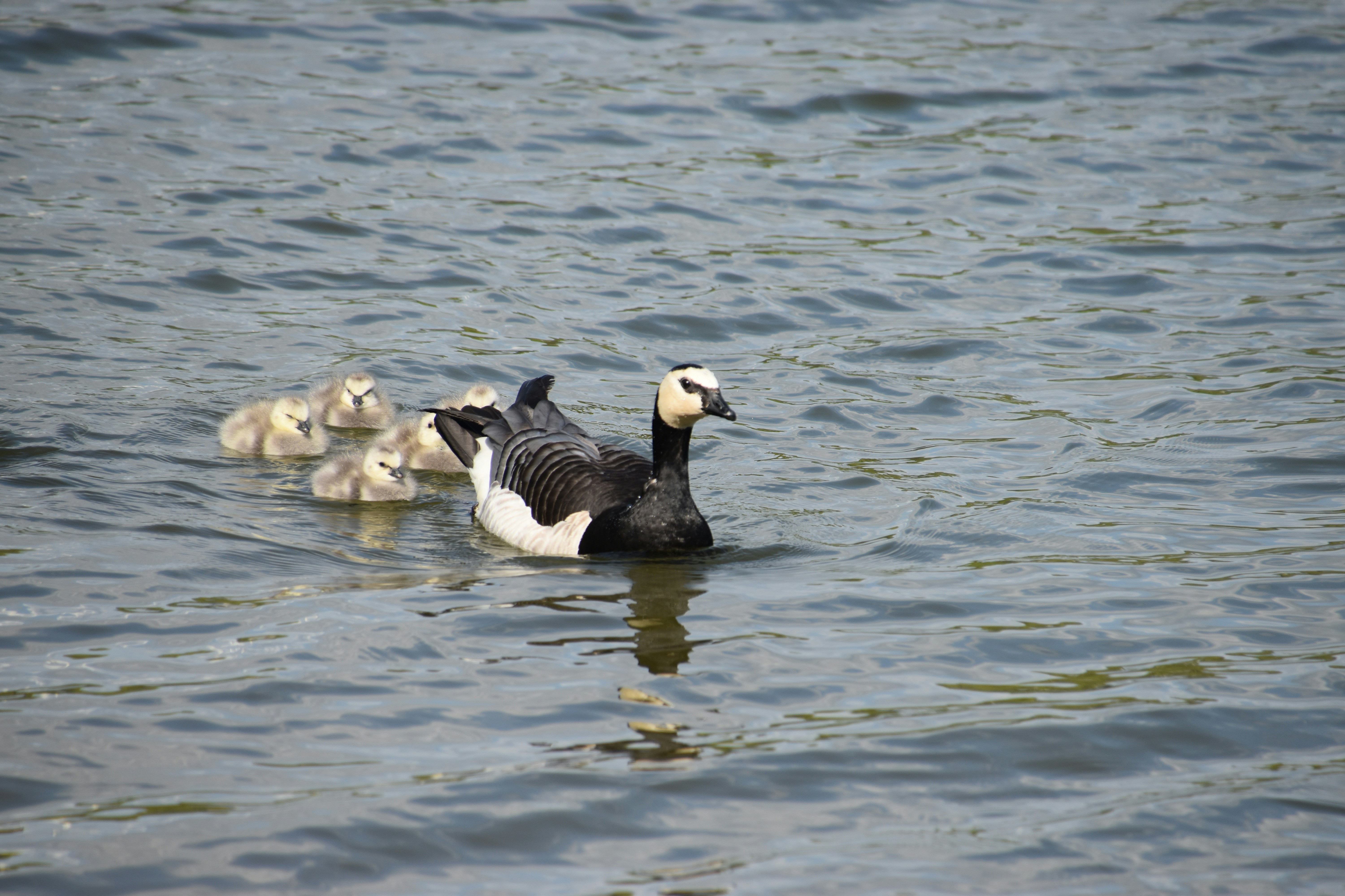 거위가 사람을 따라오는 꿈과 그 의미 다양한 꿈풀이
