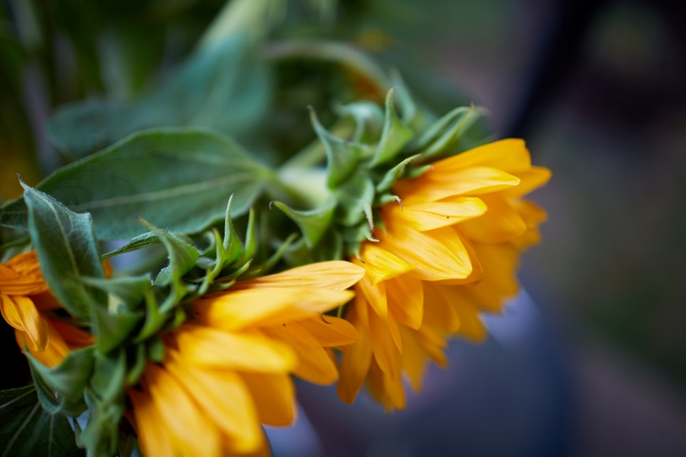 fleur jaune dans une lentille à bascule et décentrement