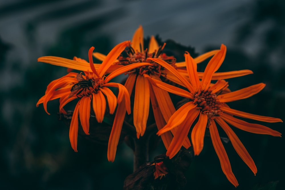 orange flower in tilt shift lens