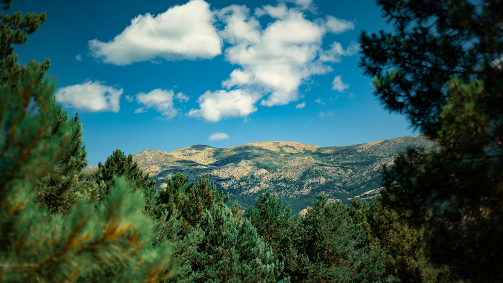 green trees on mountain under blue sky during daytime