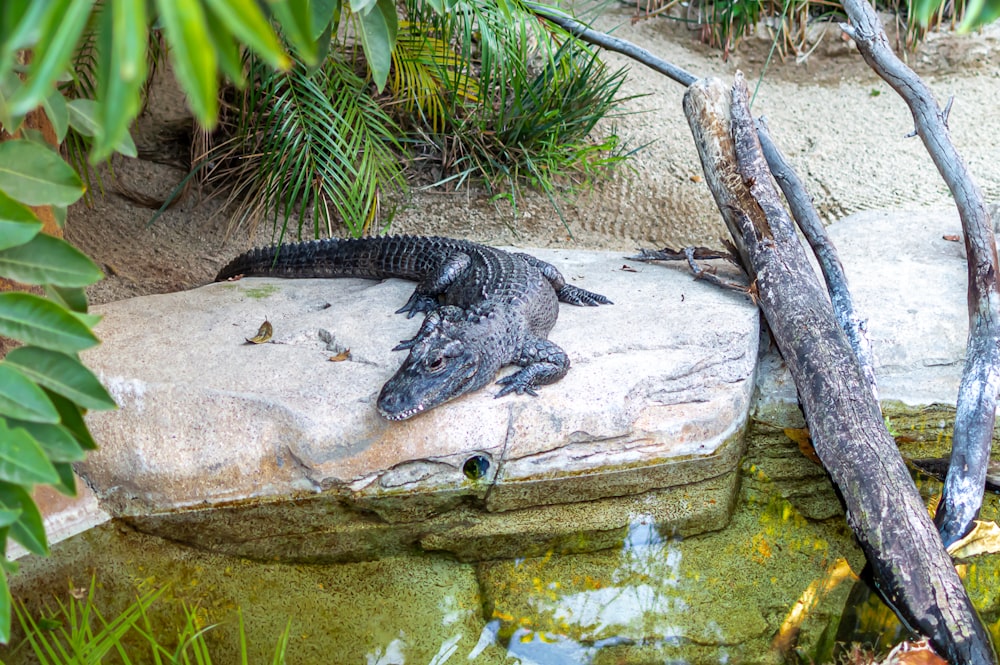 crocodile on brown rock near green grass during daytime