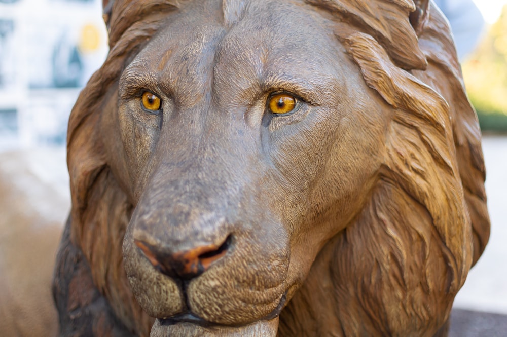 brown lion head during daytime