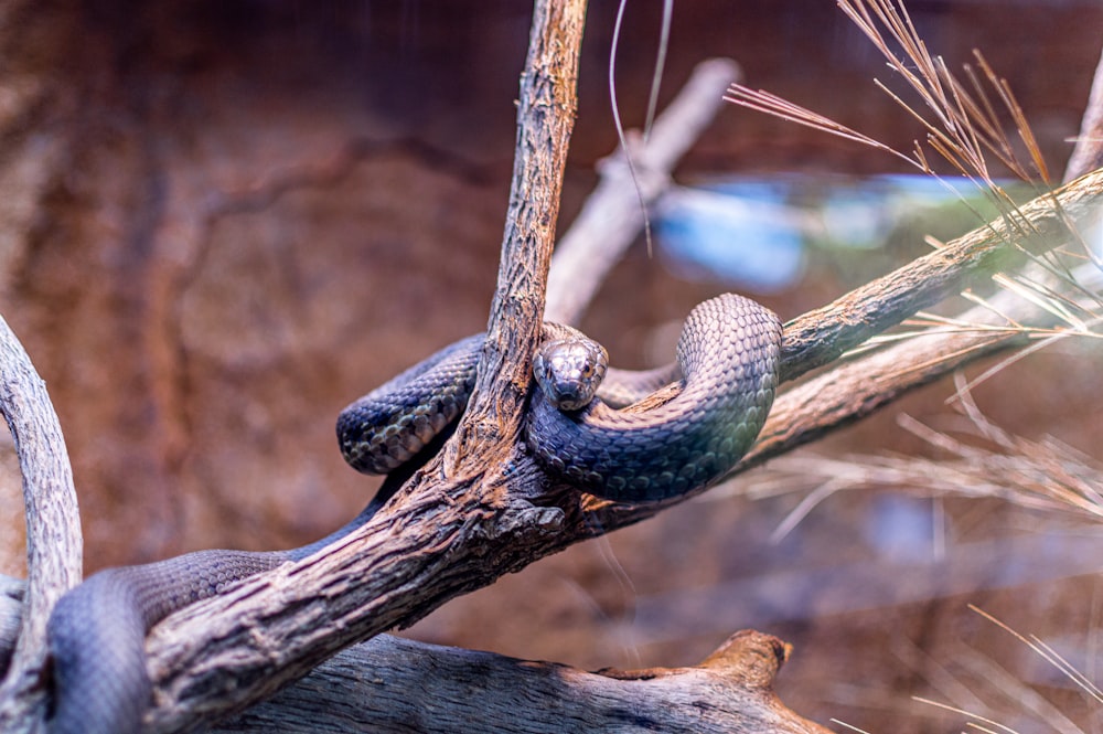 blue and black snake on brown tree branch