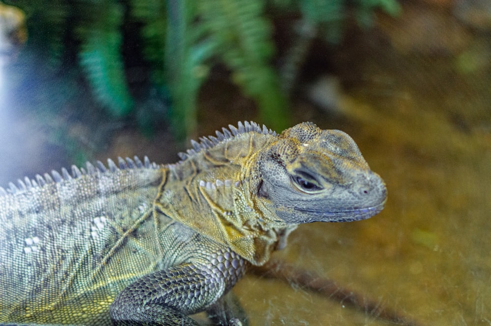 green and brown bearded dragon