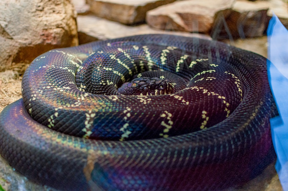 black white and red snake