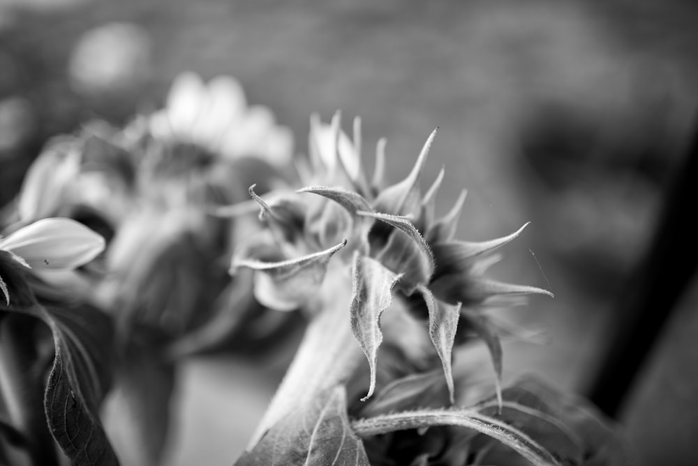 grayscale photo of flower in bloom