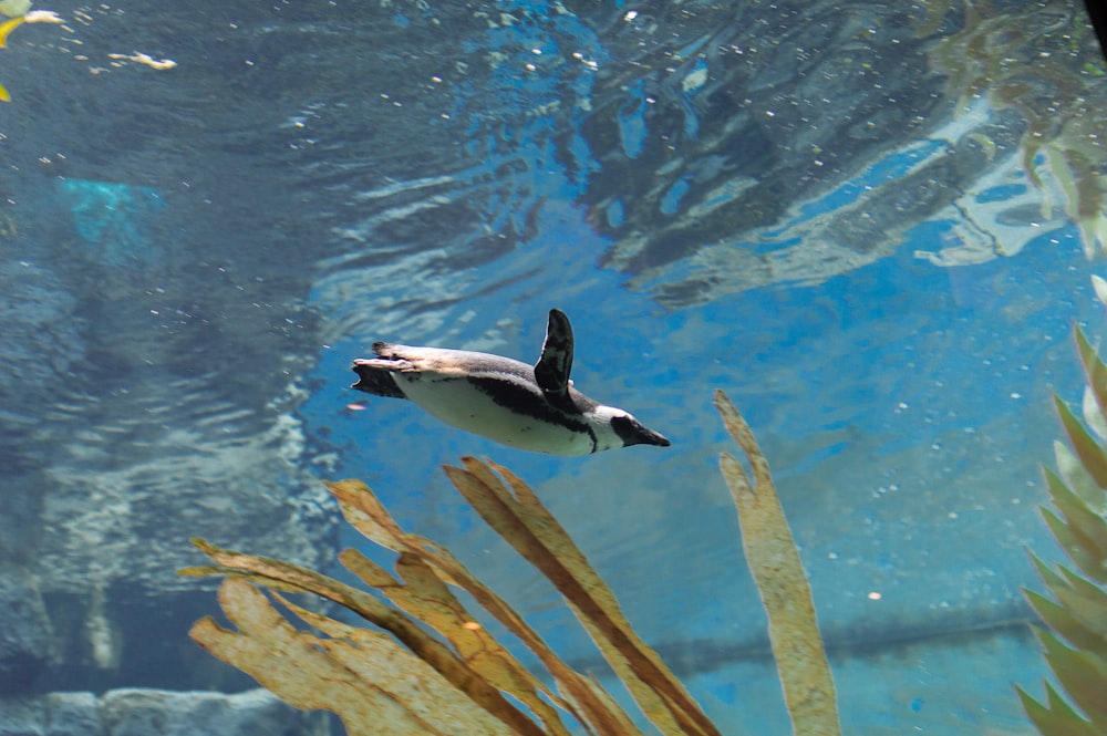 white and black duck on water